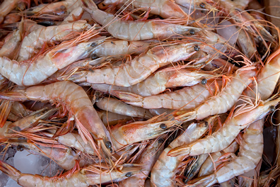 GAMBERO - Federica Casalegno